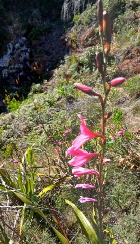 Watsonia borbonica subsp. borbonica invitation to the dance